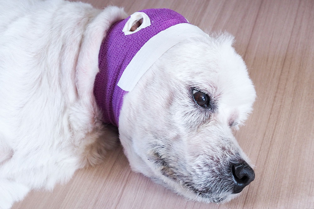 Dog resting on the floor while wearing a head bandage