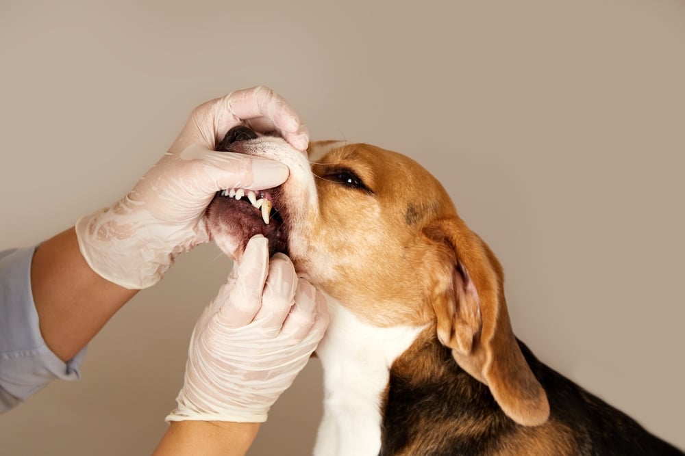 Dog with overbite and underbite showing misaligned teeth affecting dental health and comfort.