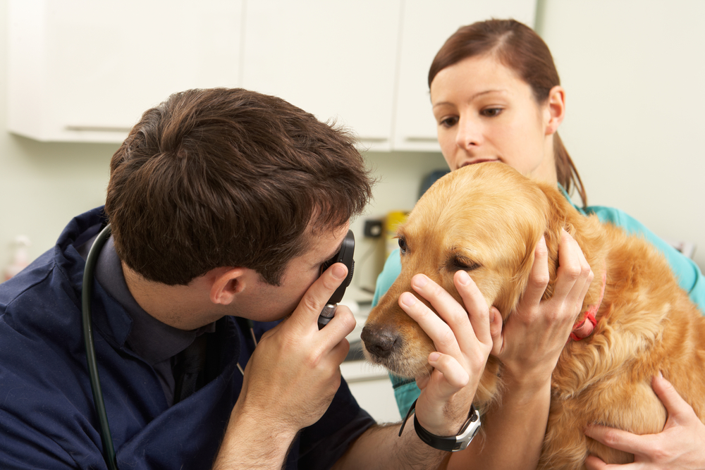 Veterinary surgeon performing a physical examination on a dog during a professional veterinary clinic appointment.
