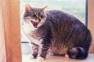 Picture of Why Is My Cat Meowing So Much? Exploring Excessive Vocalization in Cats ...