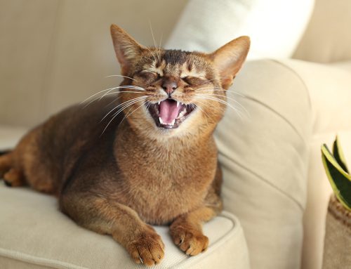 Why Is My Cat Meowing So Much? Exploring Excessive Vocalization in Cats