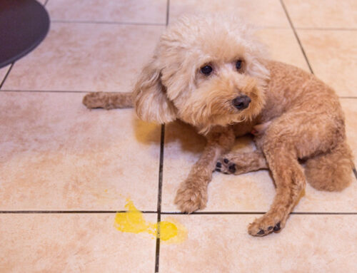 Common Causes of Vomiting in Dogs and What to Do