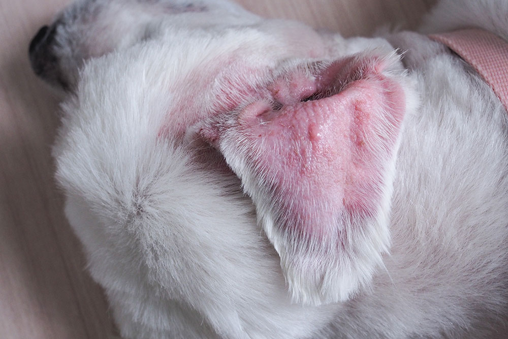 Close-up of a dog’s ear showing redness and irritation on the skin