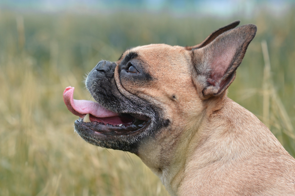 French Bulldog panting outdoors with its tongue out.