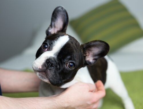 Why does my dog snore so much? A look at brachycephalic airway complications