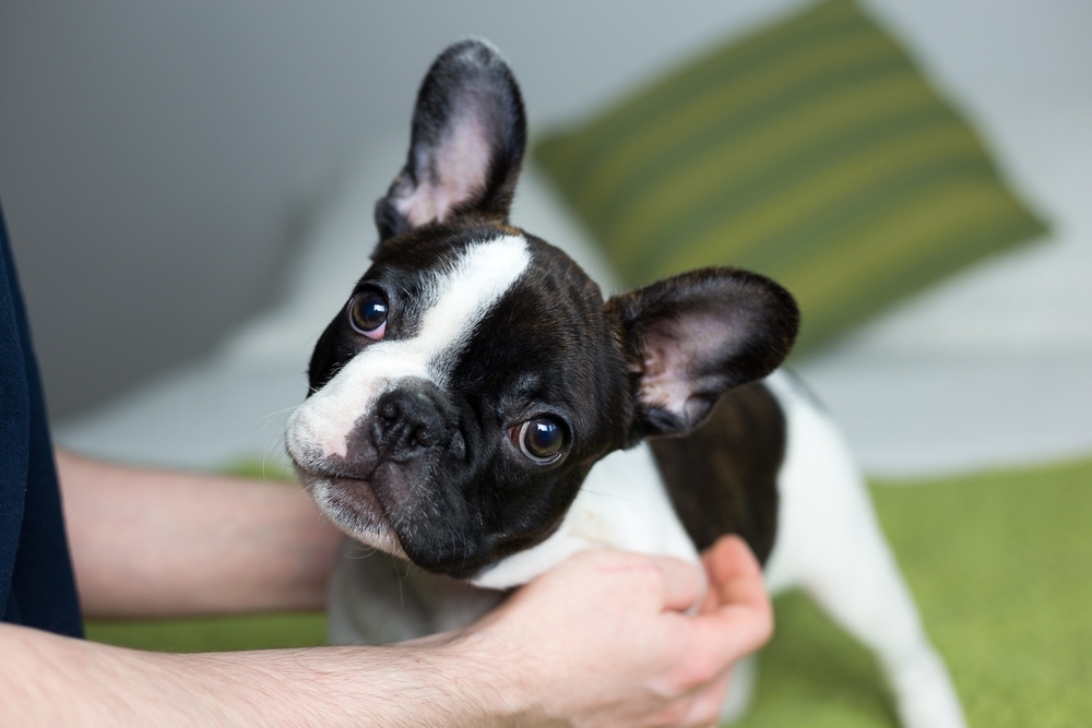 French Bulldog being gently held indoors, looking toward the camera.