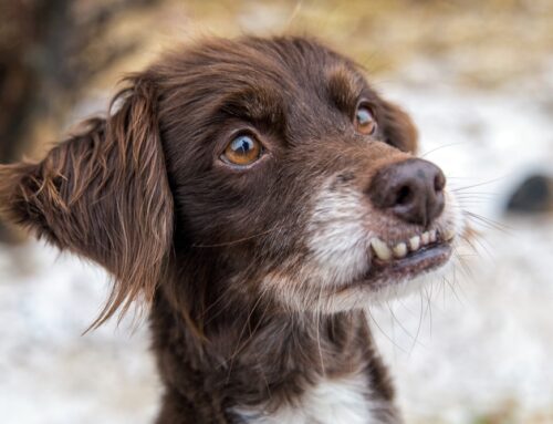 Overbites and underbites in Pets: How Misaligned Teeth Affect Your Pet’s Health and Comfort