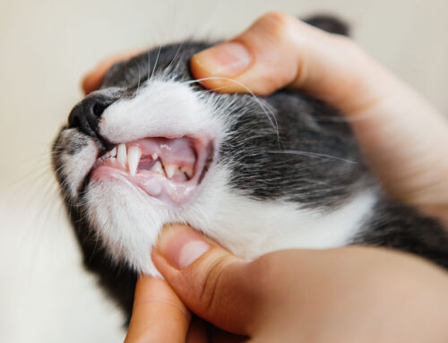 Retained Baby Teeth: Why They Need to Be Addressed and How They Affect Your Pet