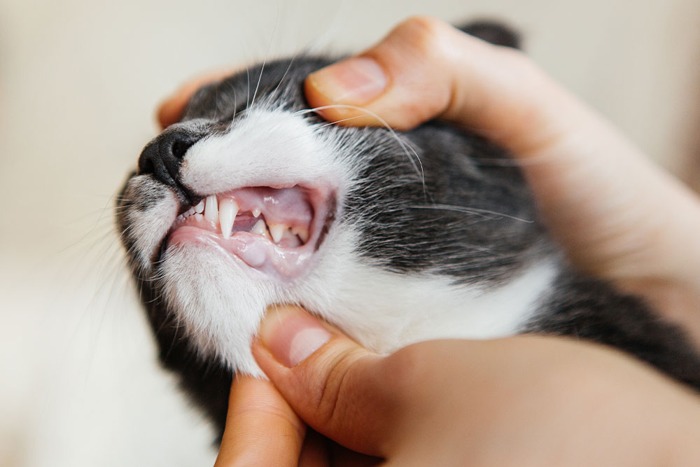 A close-up of a cat’s mouth being gently opened by a person’s hands to show its teeth and gums.