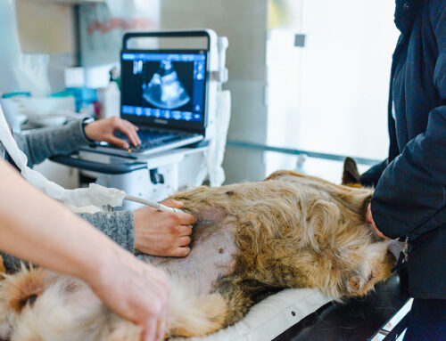 How Abdominal Ultrasounds and X-Rays Complement Each Other in Veterinary Diagnostics