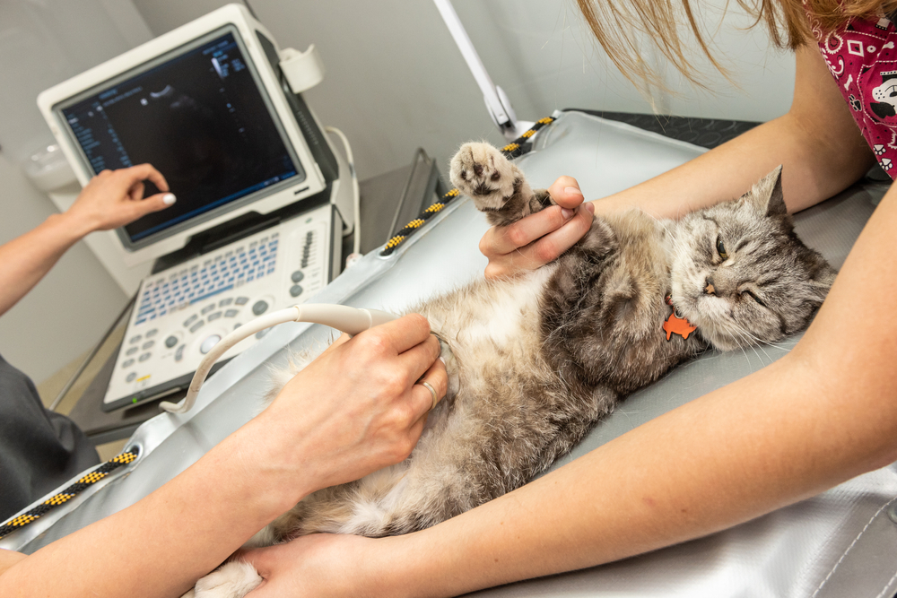 A grey tabby cat lying on its back receiving an abdominal ultrasound from a veterinary professional.
