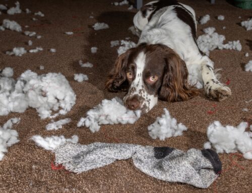 Destructive Chewing in Dogs: Why It Happens and How to Stop It