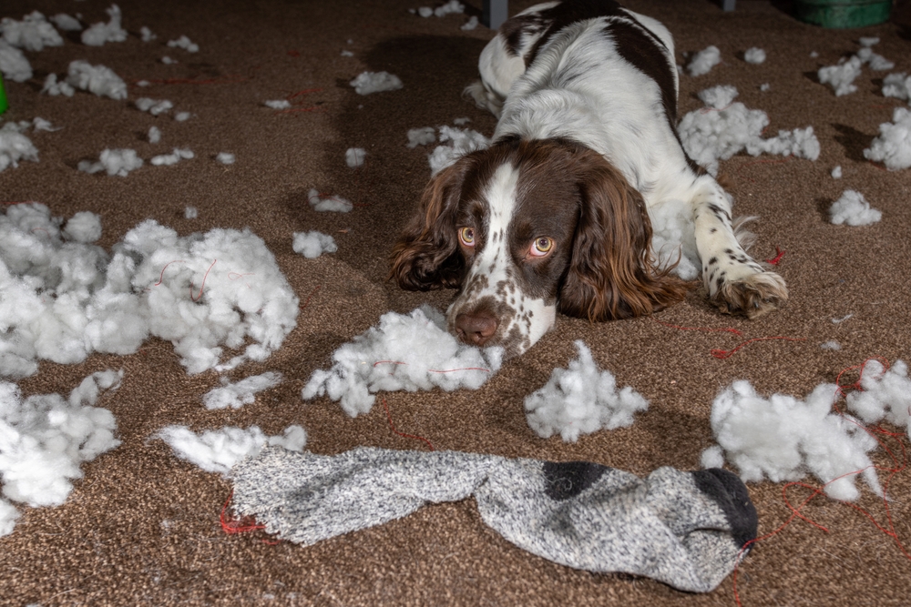 Brown and white spaniel dog lying among stuffing from a destroyed sock.
