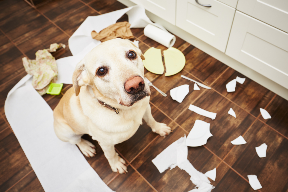 Yellow Labrador sitting on kitchen floor surrounded by broken white ceramic plates.