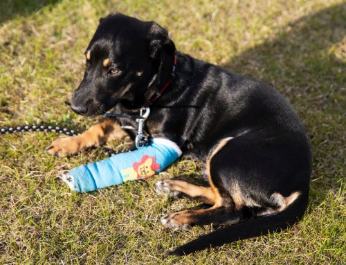 Most Common Pet Orthopedic Surgery: TPLO, FHO, etc