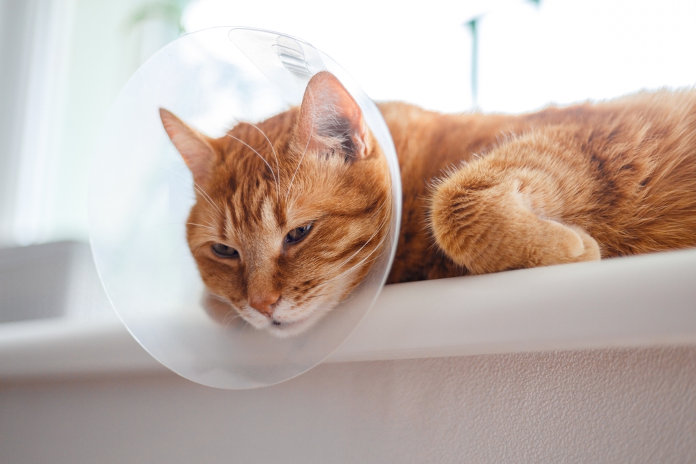 An orange tabby cat resting on a ledge while wearing a protective cone collar.