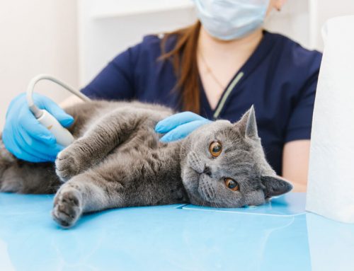 Ultrasound Insights: Diagnosing Intestinal Issues Like Blockages or Inflammatory Bowel Disease