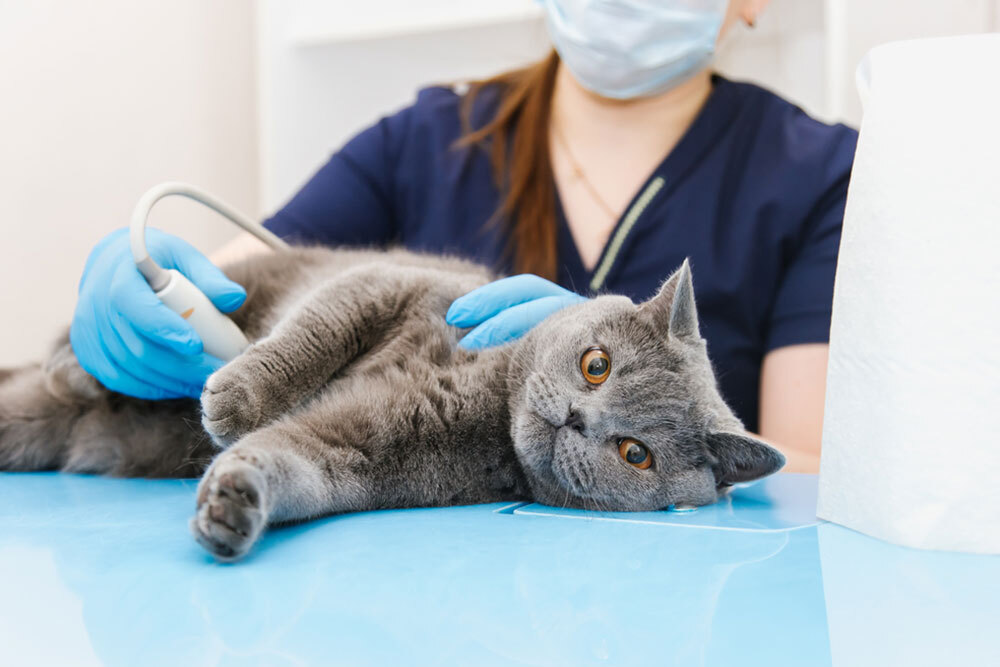 Cat undergoing ultrasound scan at a veterinary clinic for diagnostic imaging