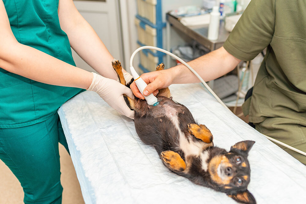 Veterinarian performing ultrasound examination on a cat to assess internal organs and diagnose health conditions