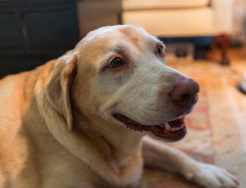 The Role of Cytology and Biopsy in Diagnosing Pet Cancers: Early Detection Saves Lives