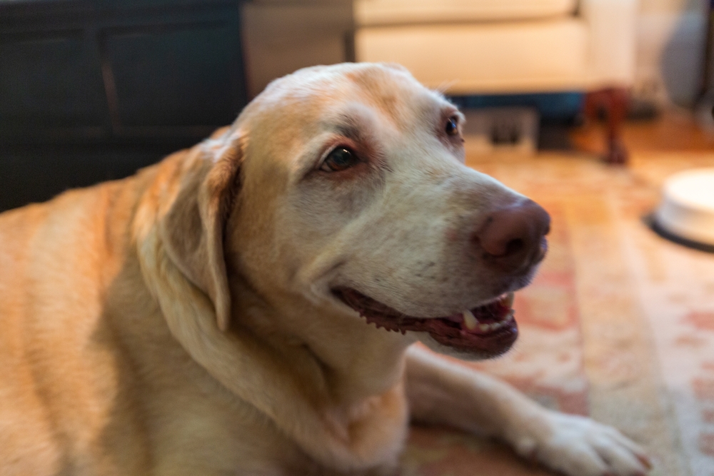 Senior dog lying down before diagnostic testing for cancer detection in veterinary clinic.