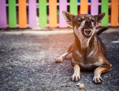 Is Your Dog Guarding Food or Toys? How to Address Resource Guarding