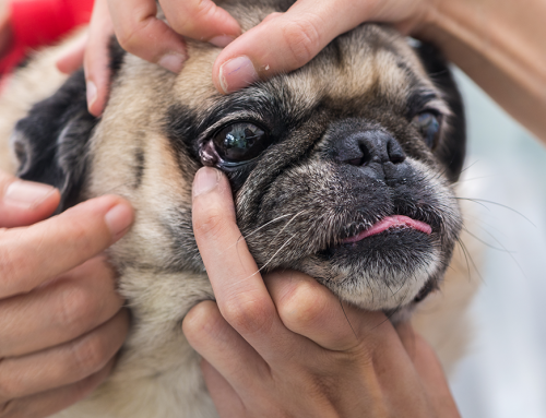 Is Your Pet’s Eye Problem an Emergency or Something That Can Wait?
