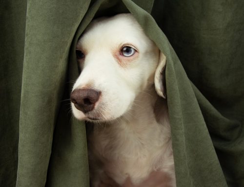 When Is a Senior Pet’s Behavior Change a Medical Problem?