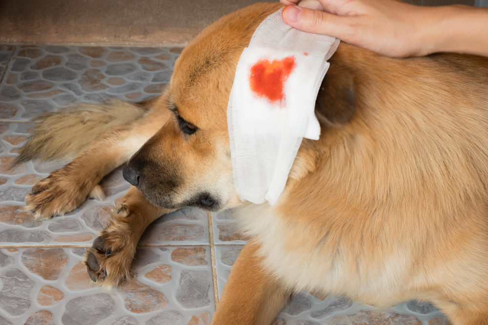 Dog receiving a veterinary examination for a head injury to assess trauma and determine the appropriate treatment.
