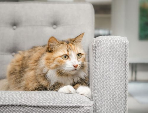 Does My Anxious Cat Need a Bigger Home or a Better One?