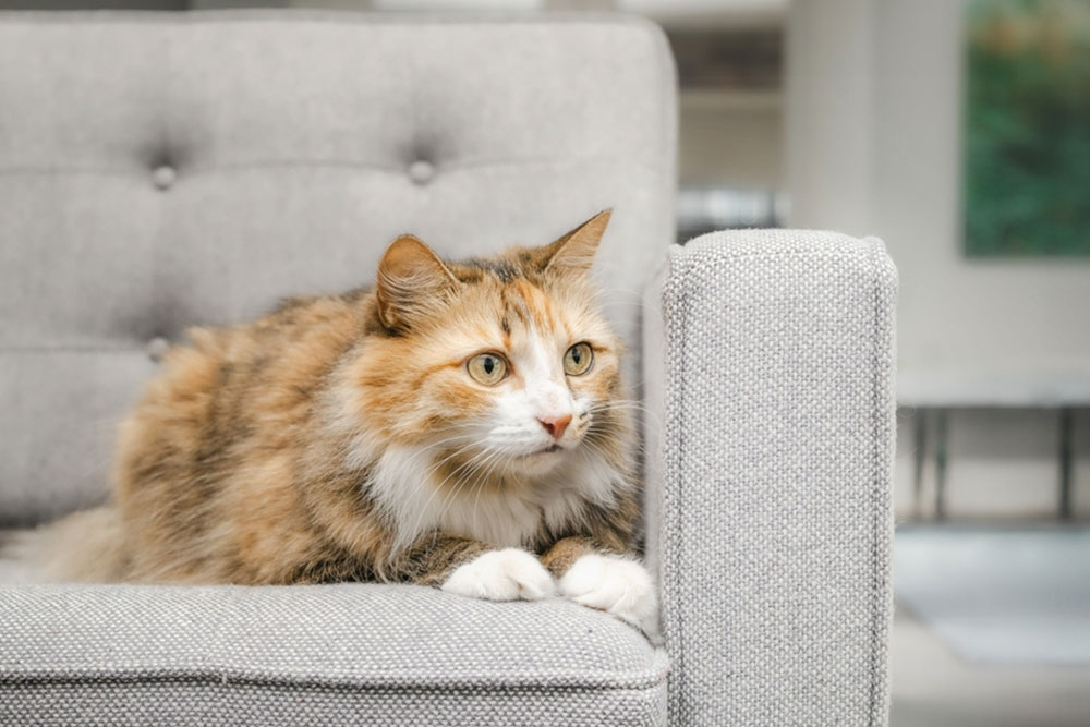 A eye-level close-up shot of a long-haired, fluffy calico cat crouching attentively on a light grey tufted armchair indoors, looking focused off to the right.