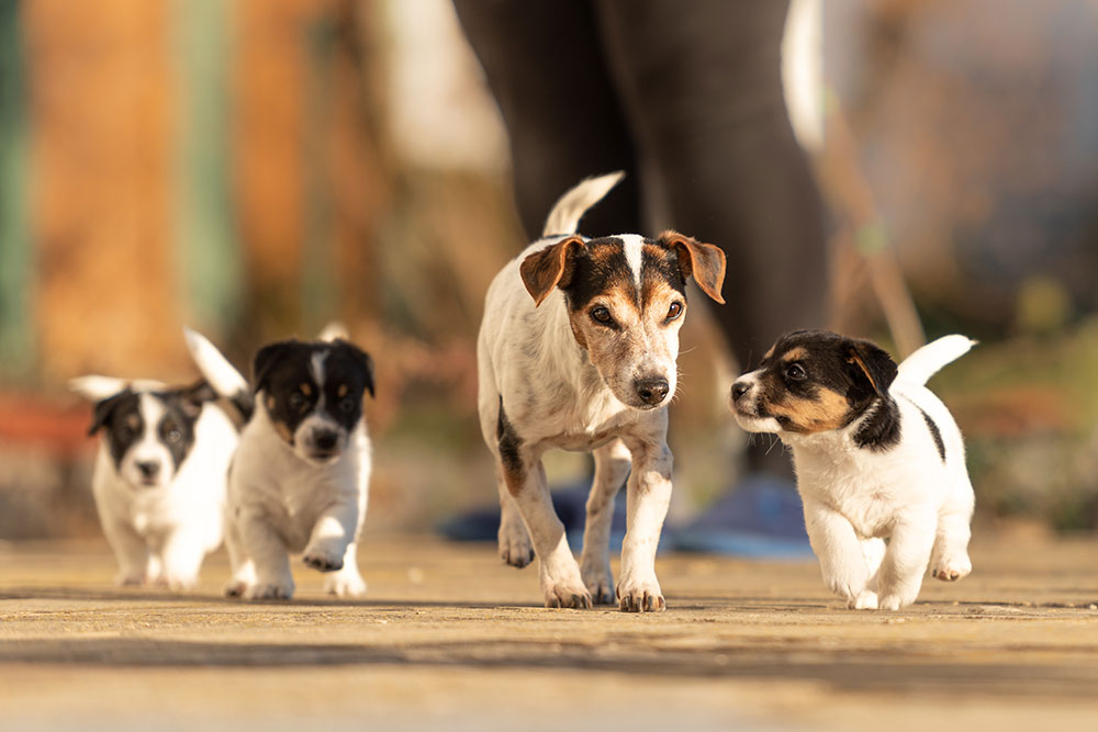 A low-angle action shot of an adult Jack Russell Terrier mother walking toward the camera alongside three small tricolor Jack Russell puppies trotting across a paved yard outdoors.