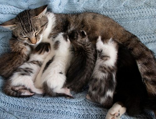 How Long Is Too Long Between Puppies or Kittens During Labor?