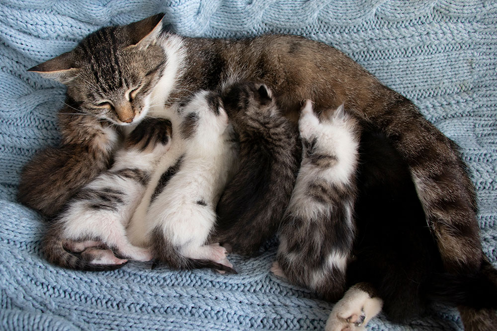 A high-angle overhead shot of a tabby cat resting on a soft light blue knitted blanket while nursing a litter of newborn tabby and white kittens.
