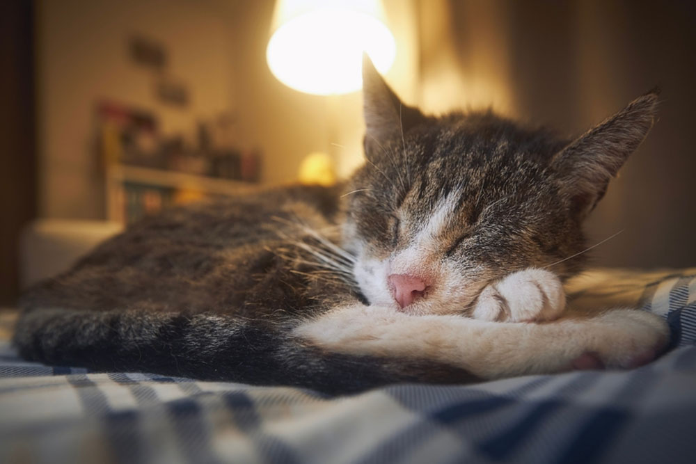 A low-angle close-up shot of a cozy tabby and white cat sleeping soundly curled up on a plaid blanket, resting its head on its paws beneath the warm glow of a bedside lamp.